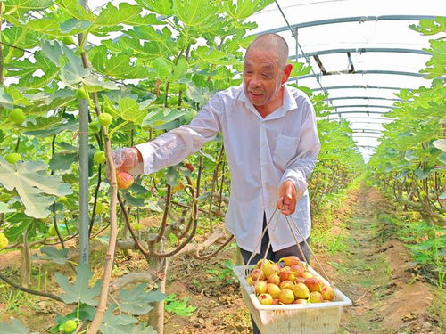河北望都 種下無花果，結出“致富果”