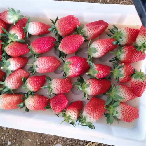 豐收時節“莓”好相約，濟南歷城三郭城草莓采摘正當時